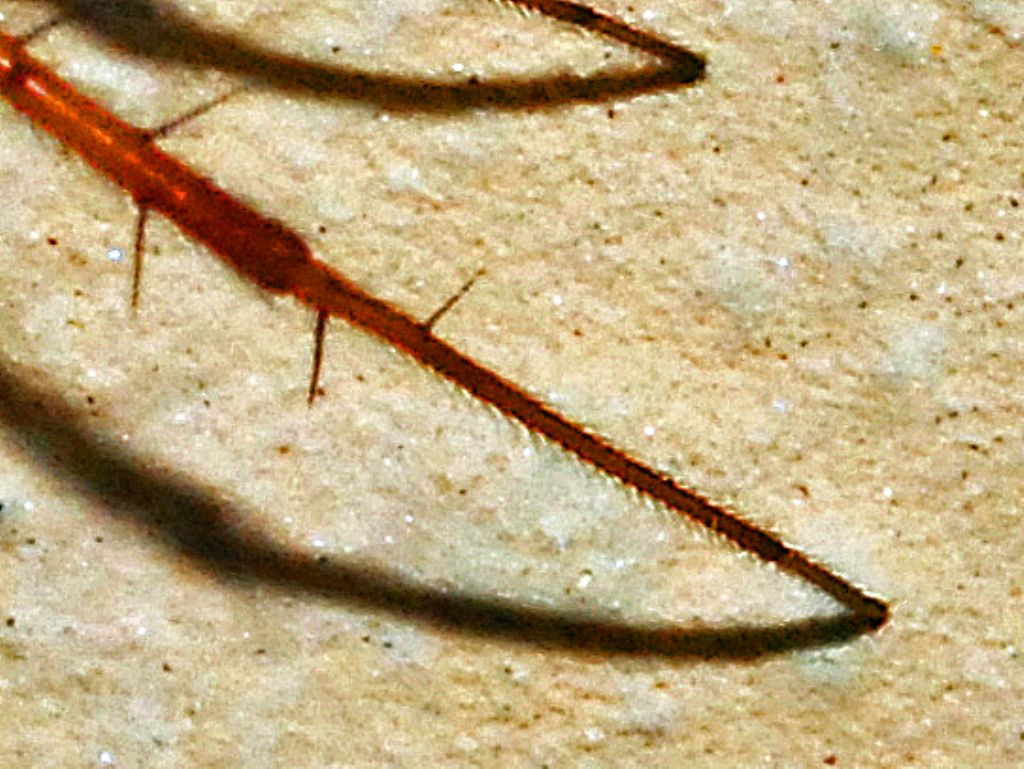 Un ragno sul muro: Metellina segmentata - Pieve Alta (GE)